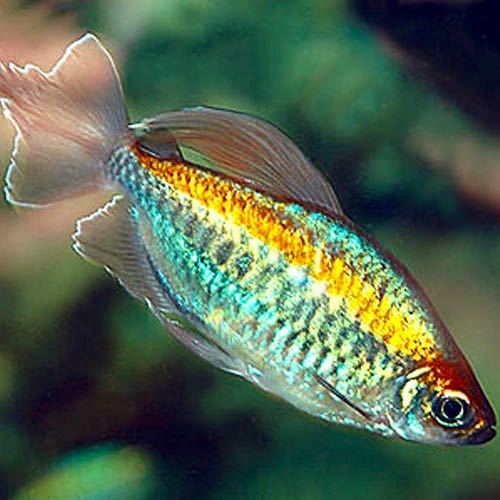 Phenac.interruptus   Kongozalm ML